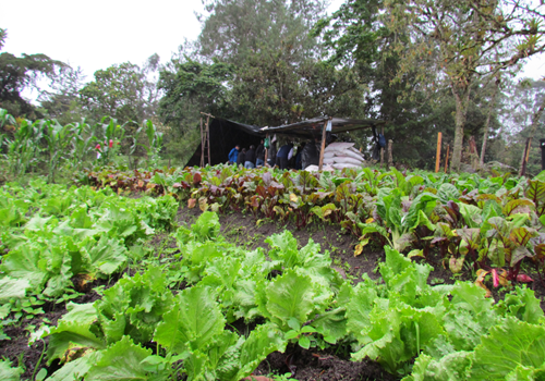 Presunción baldio.png