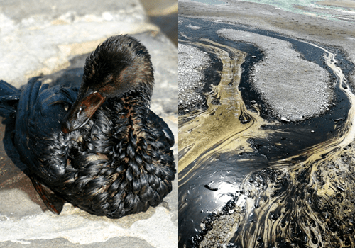 La responsabilidad de las personas jurídicas por delitos contra el&nbsp;ambiente